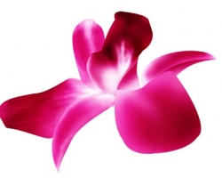 Photoshop Flower Petals Logo Icon